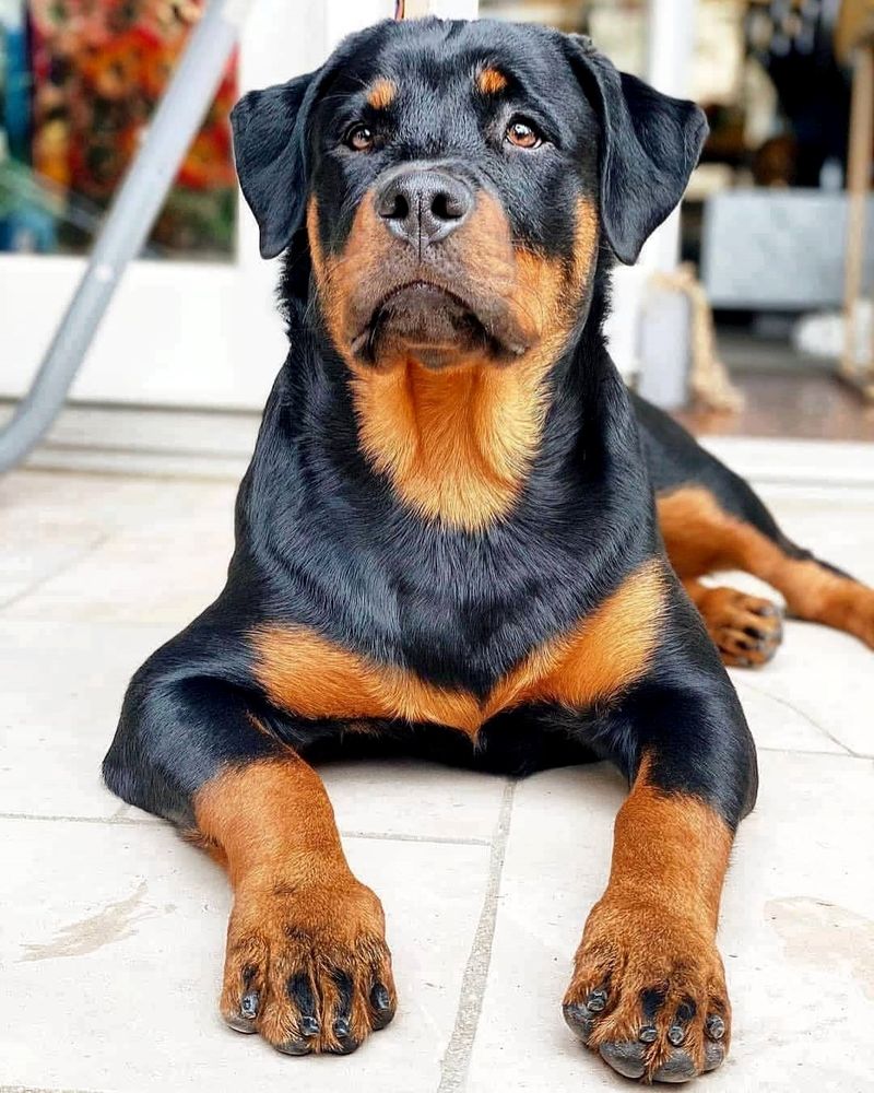 Rottweiler