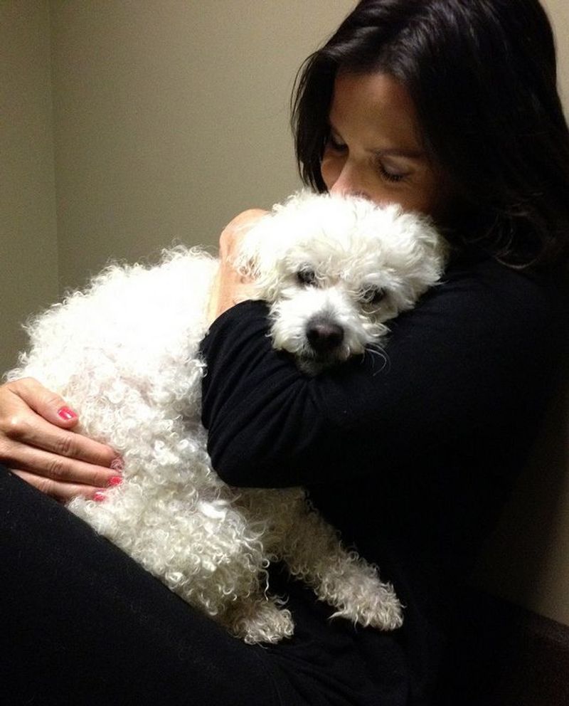 Bichon Frise