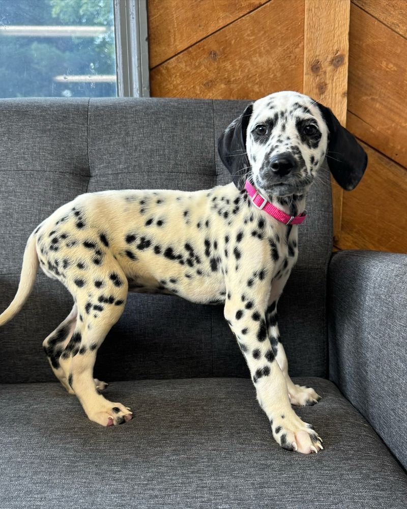 Dalmatian