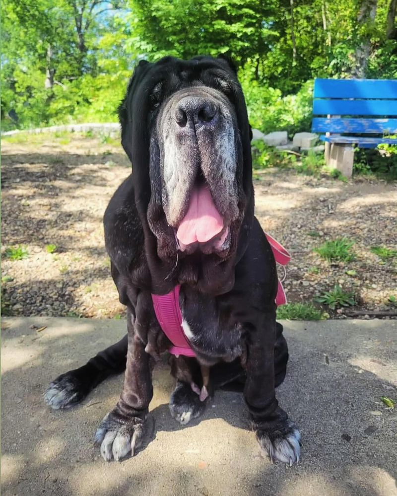 Neapolitan Mastiff