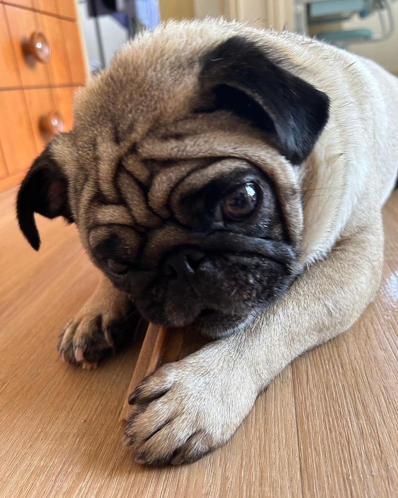 Pug