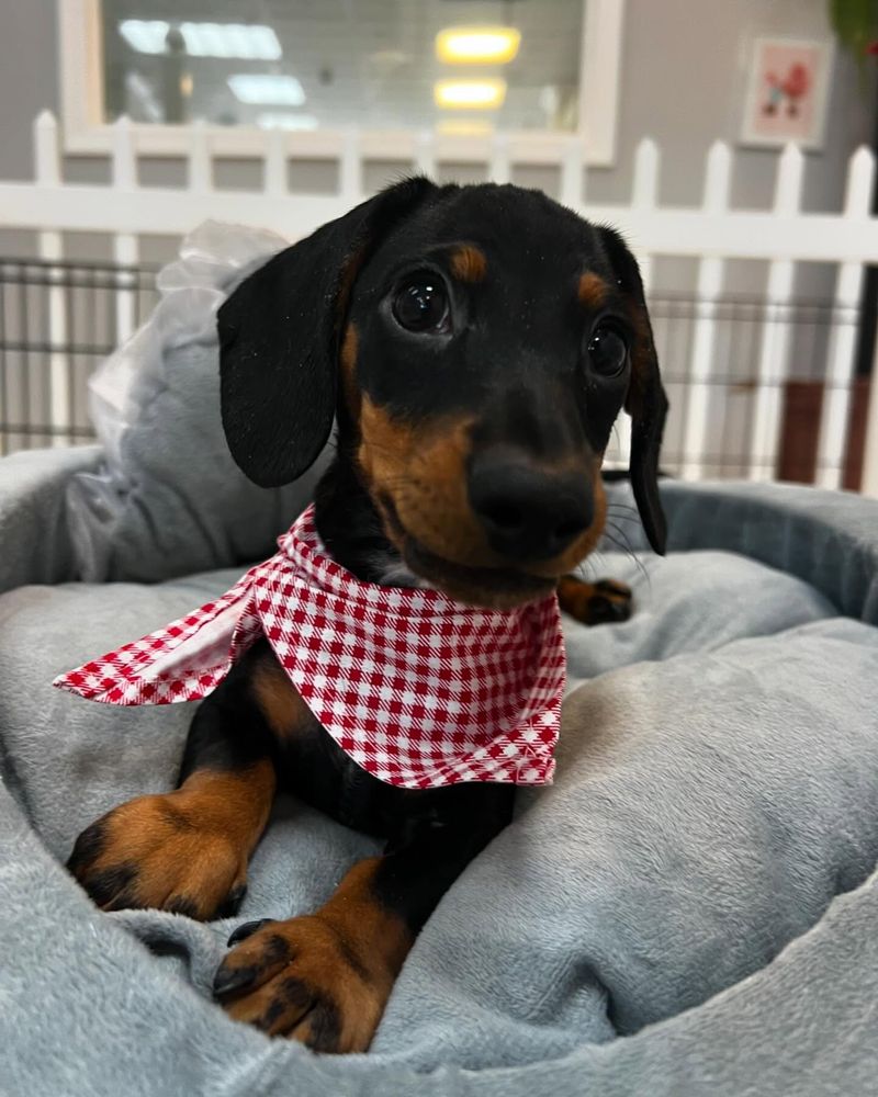 Dachshund