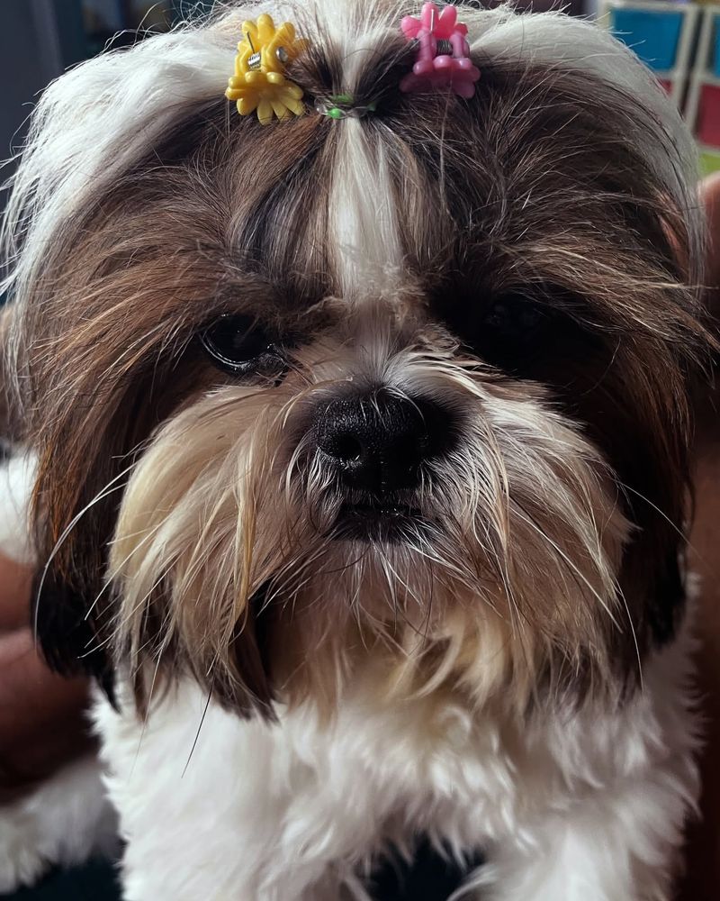 Shih Tzu