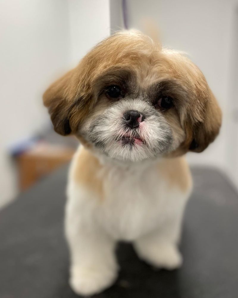 Shih Tzu
