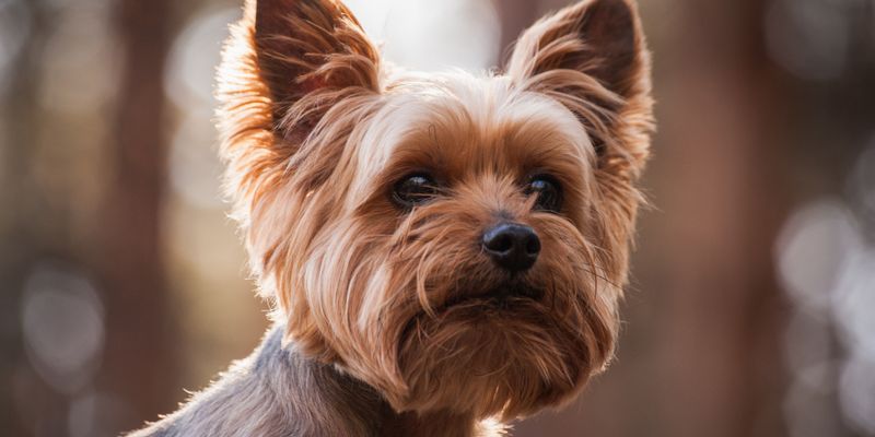 Yorkshire Terrier