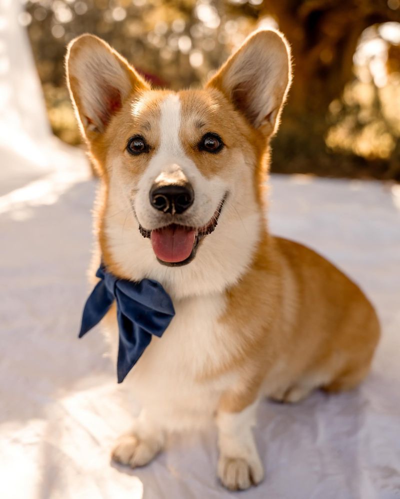 Pembroke Welsh Corgi