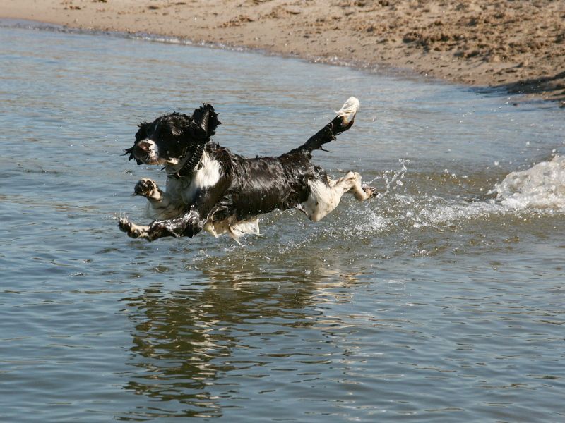 English Springer Spaniel