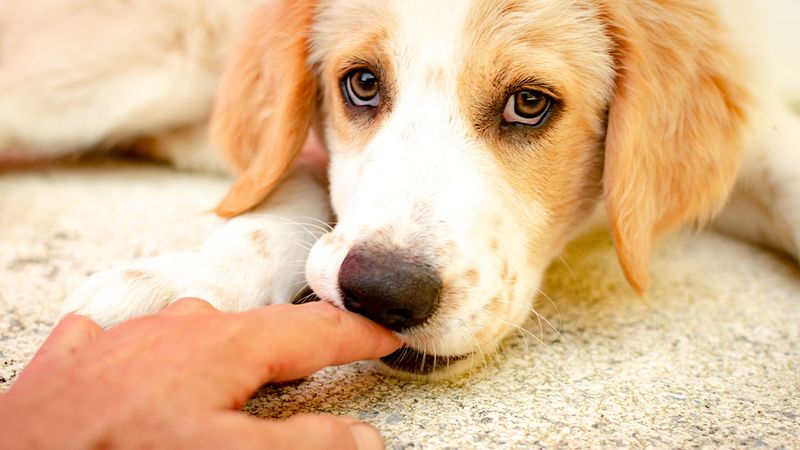 Gentle Nibbling
