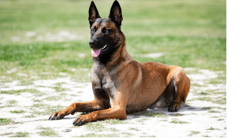 Belgian Malinois