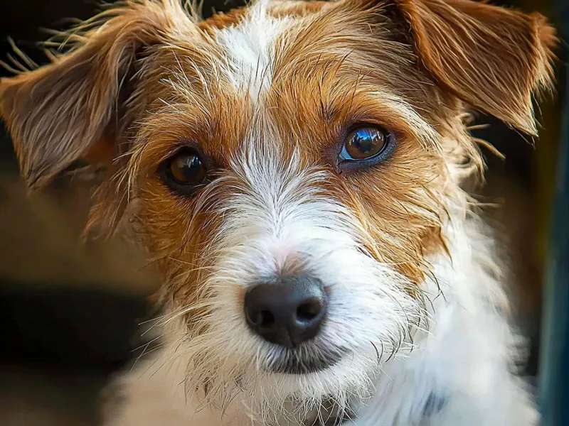 Jack Russell Terrier