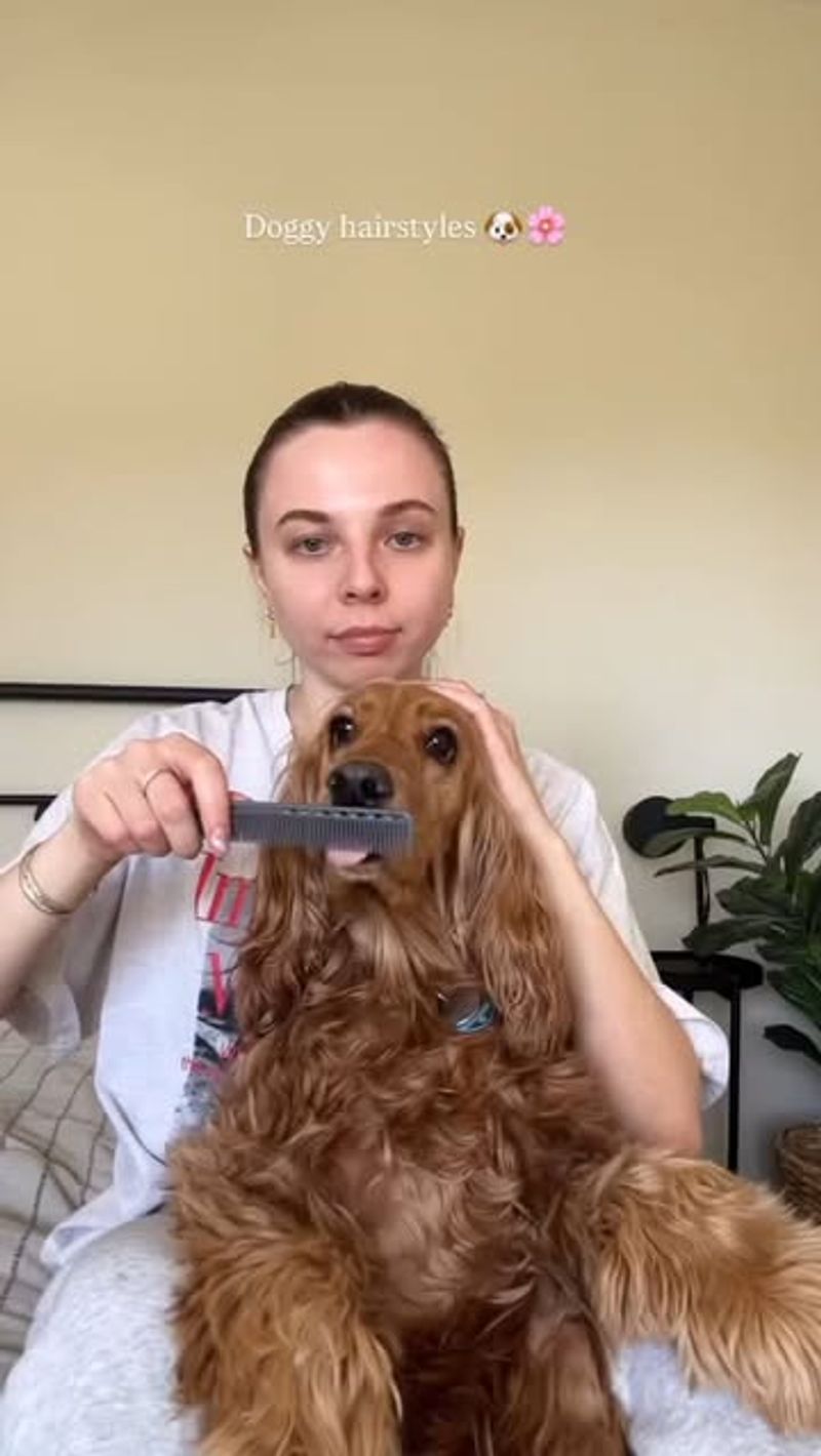 Cocker Spaniel