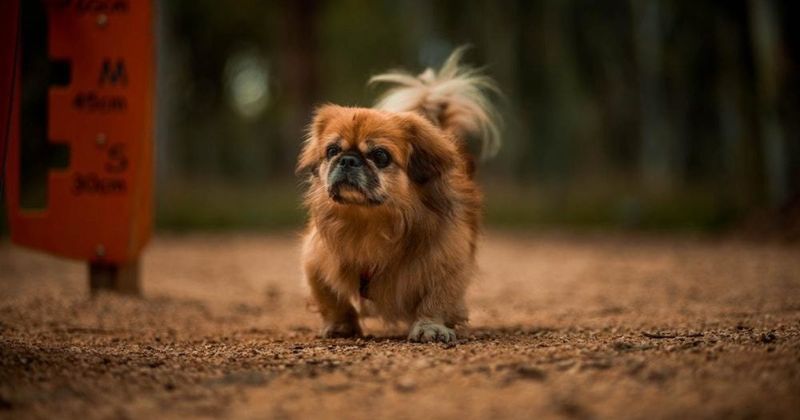 Pekingese