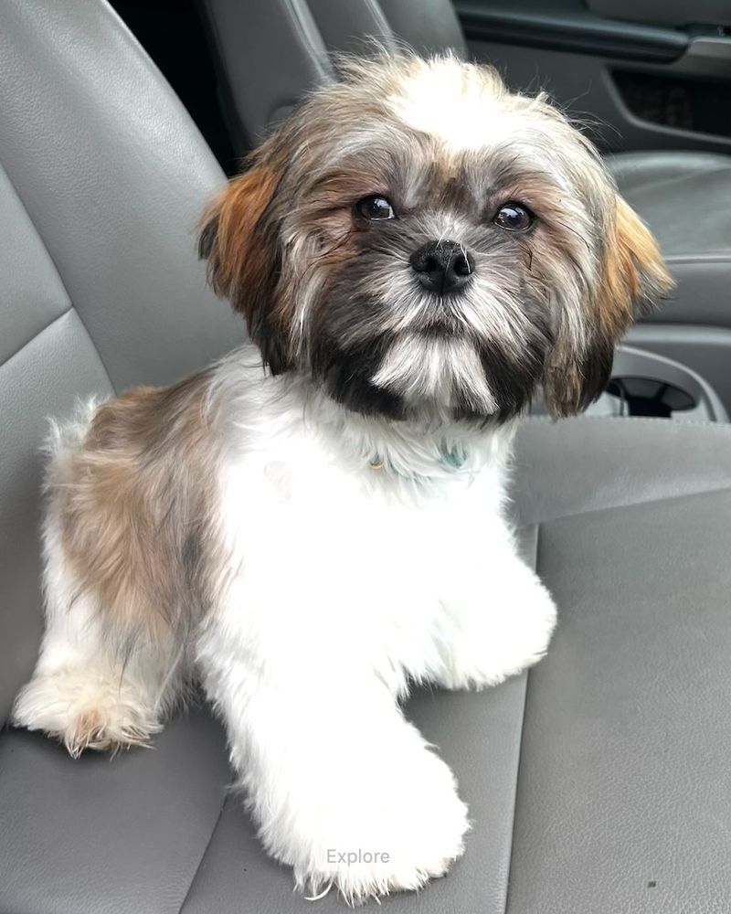 Shih Tzu