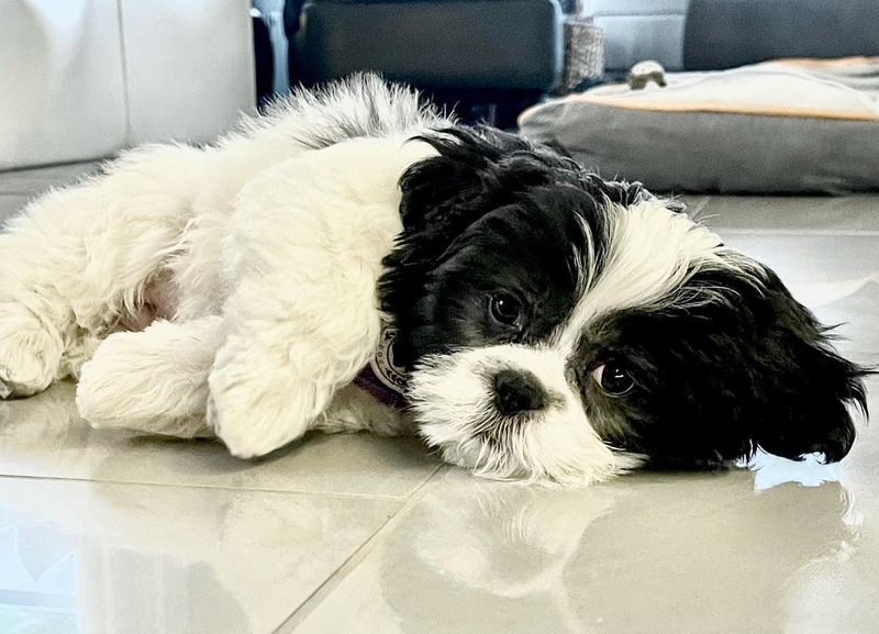 Shih Tzu