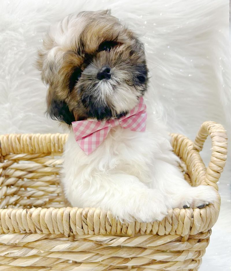 Shih Tzu