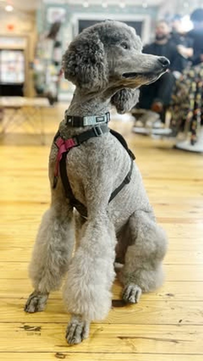Poodle