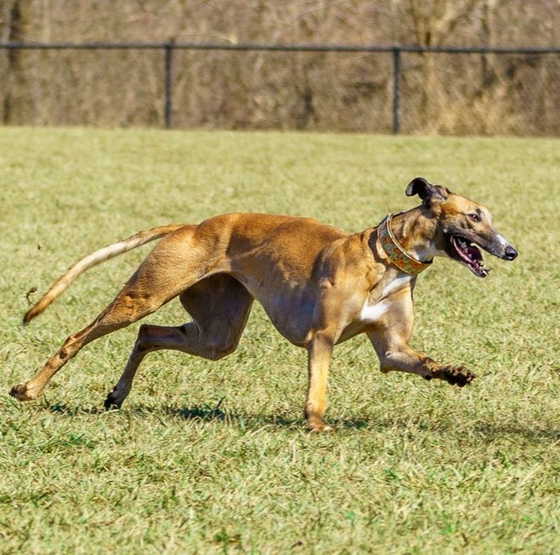 Greyhound