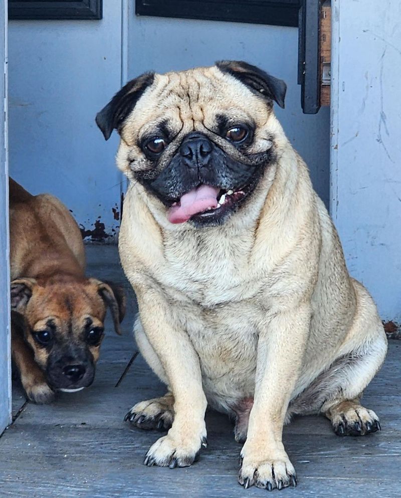 Pug