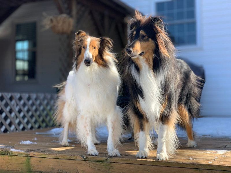 Collie