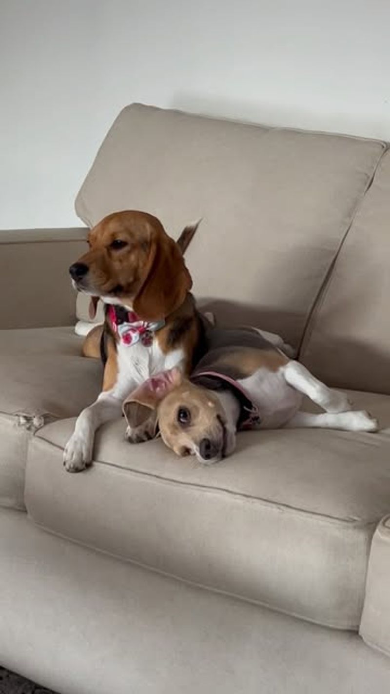 Beagle