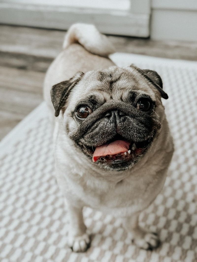 Pug