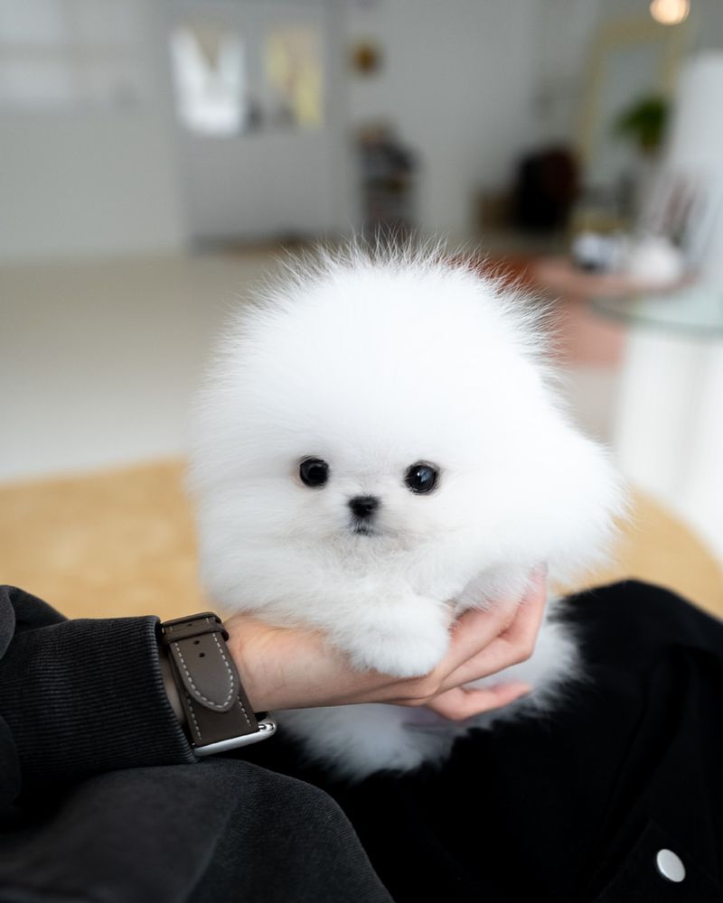 Pomeranian