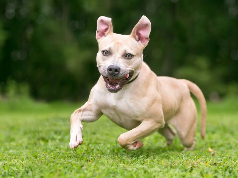 American Staffordshire Terrier