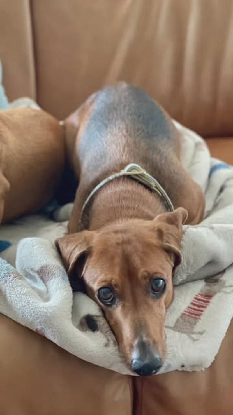 Dachshund