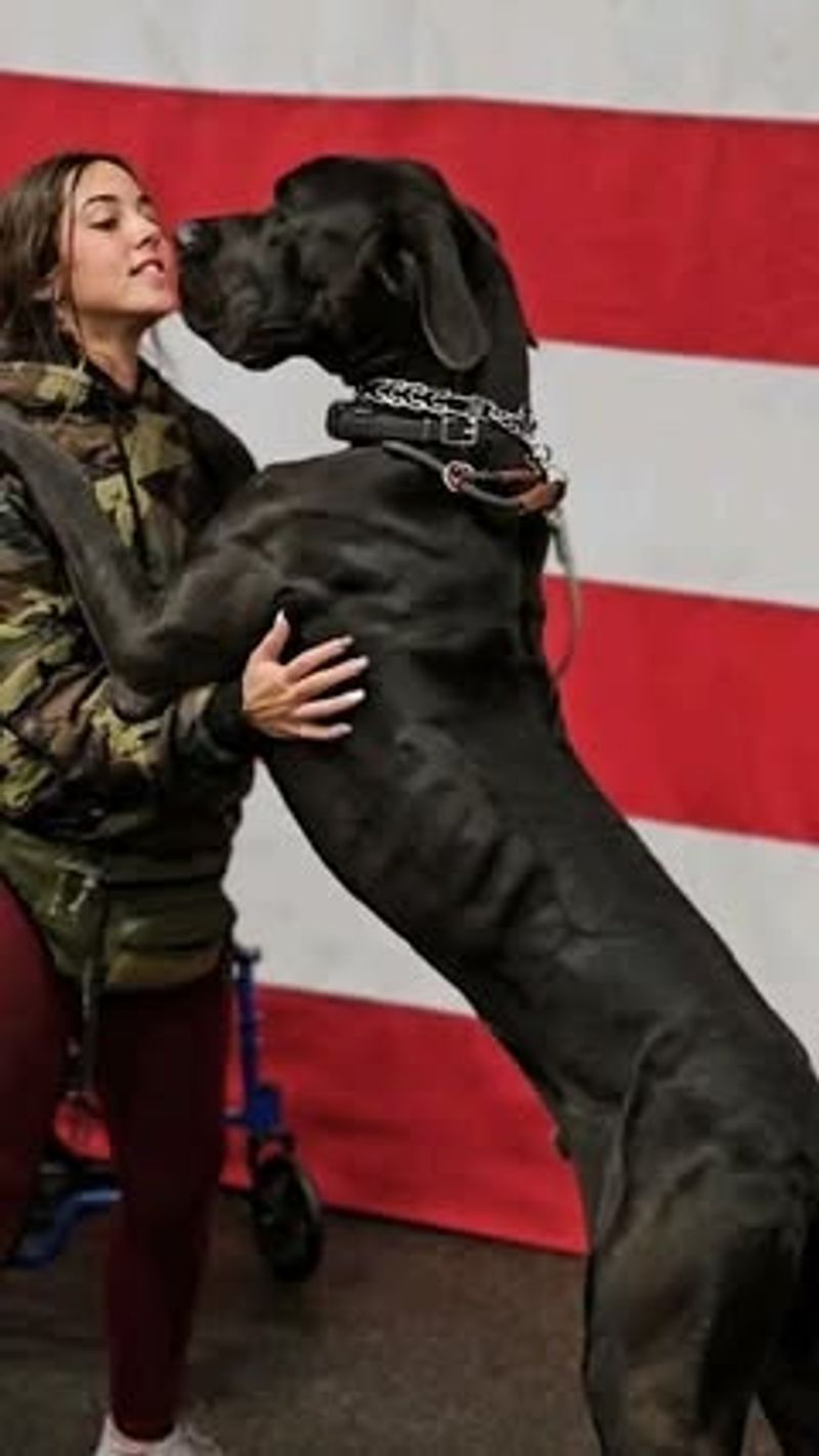 Great Dane