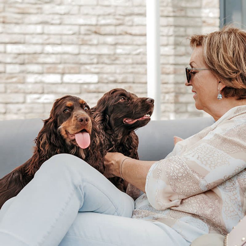 Cocker Spaniel