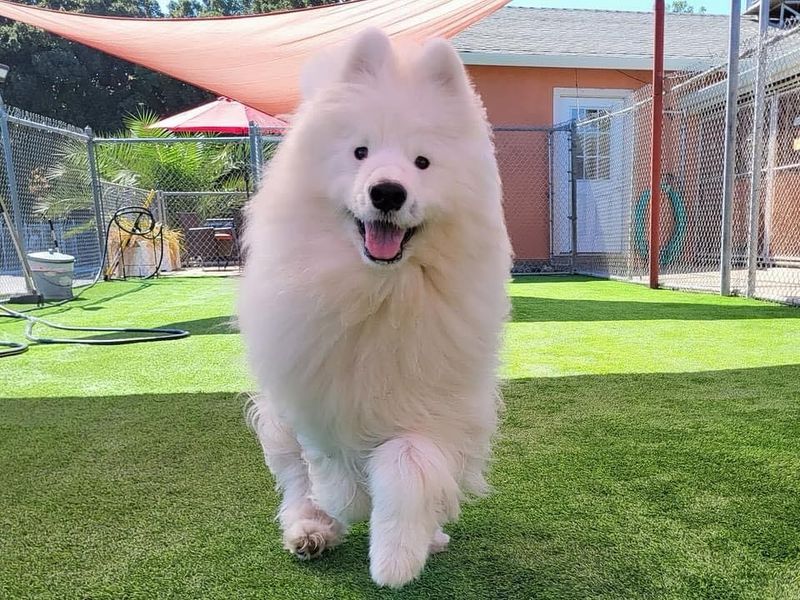 Samoyed