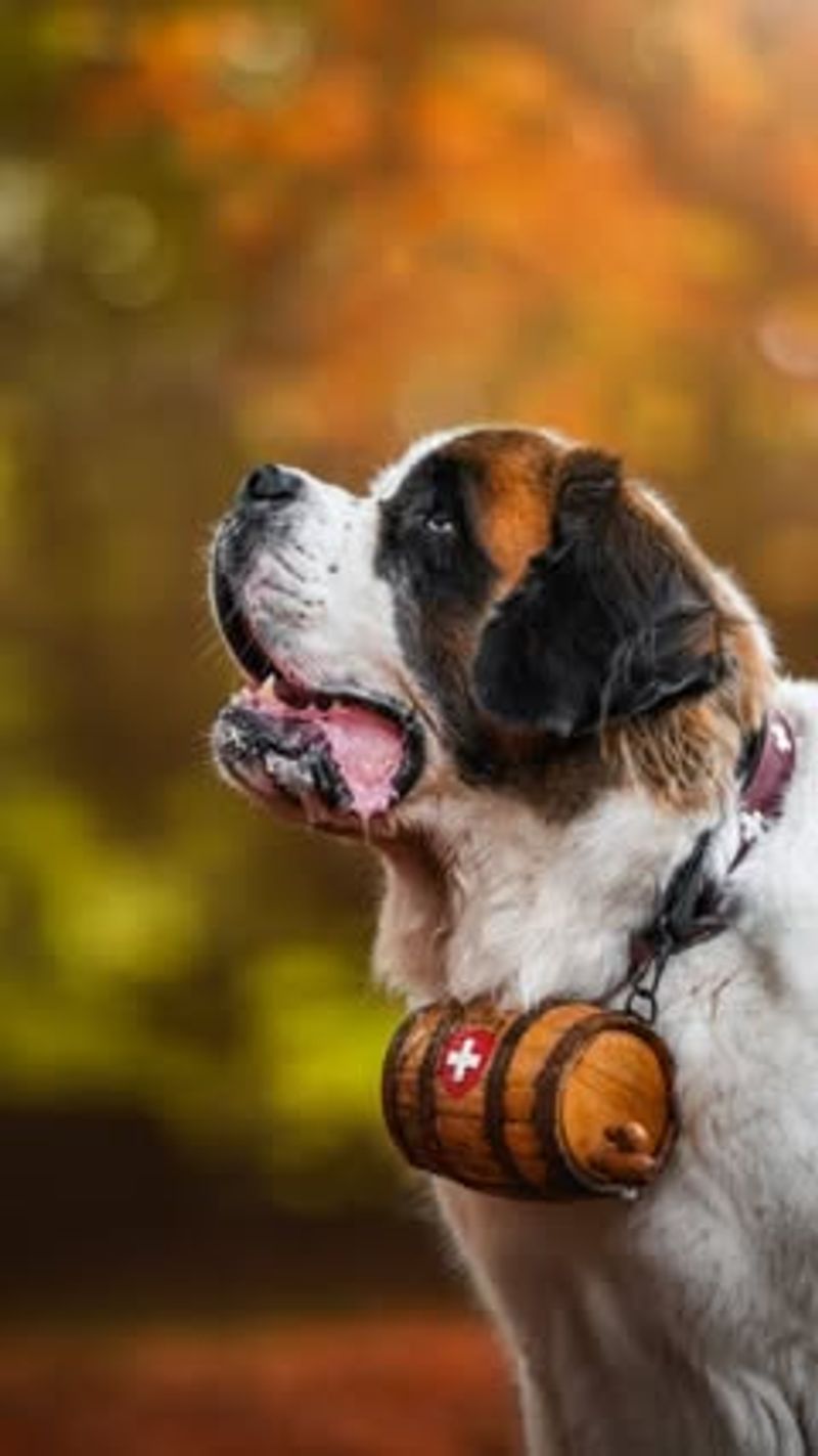 Saint Bernard