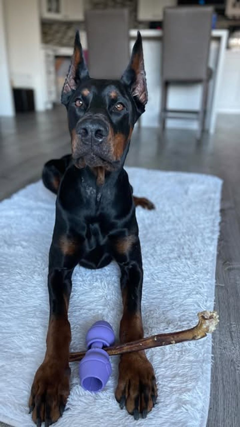 Doberman Pinscher