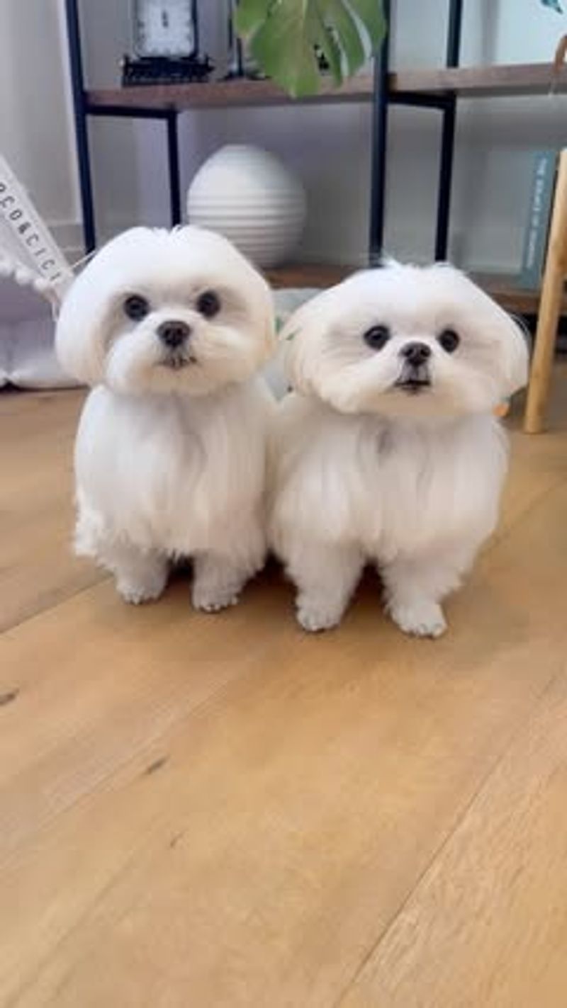 Maltese