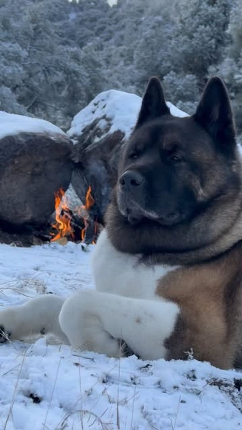 Akita