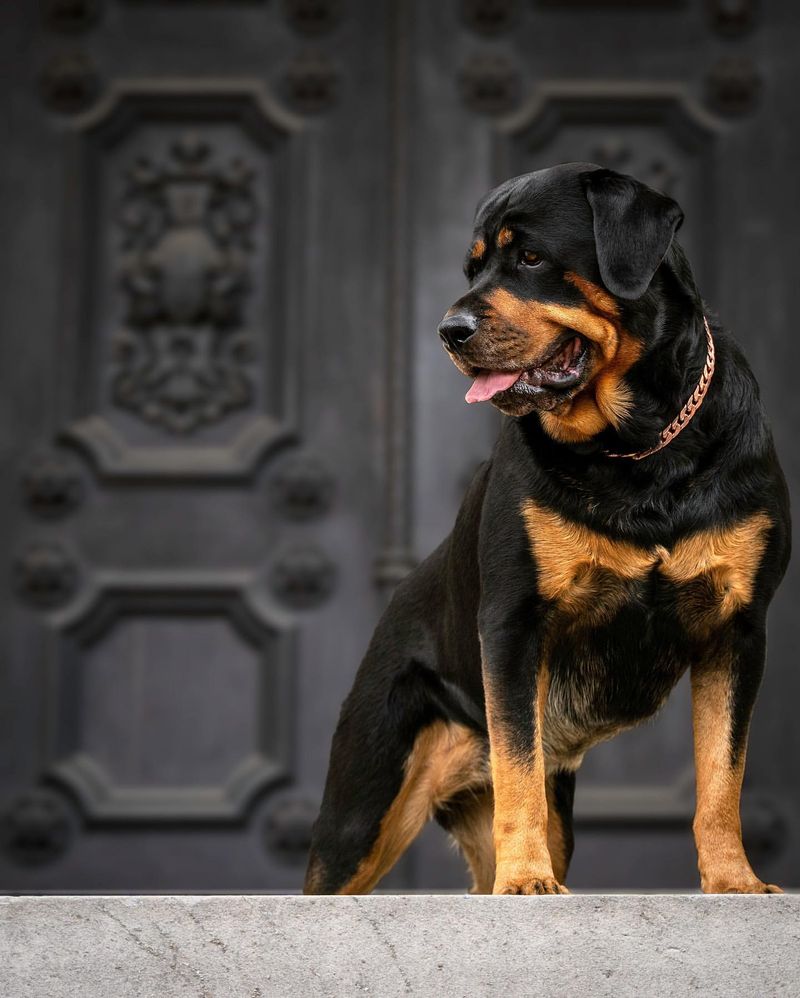 Rottweiler