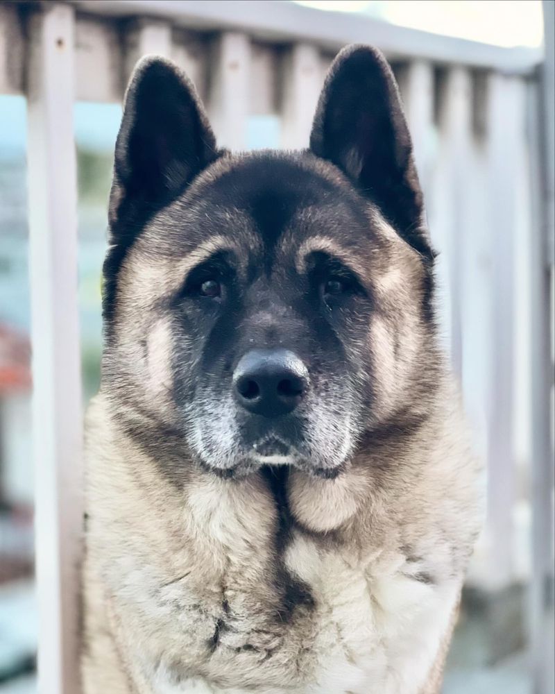 Akita