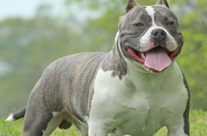 American Bully