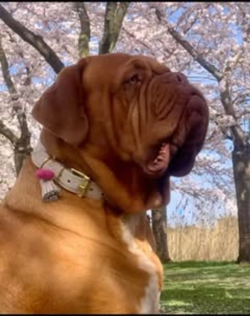 Dogue de Bordeaux