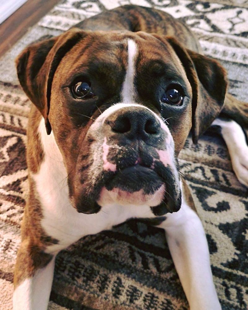 Boxer