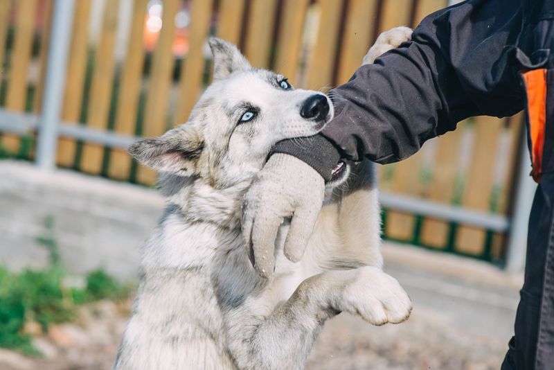 Husky