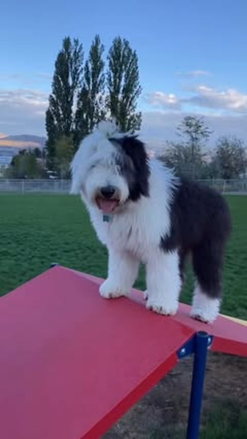 Old English Sheepdog