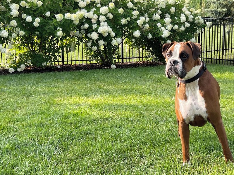 Boxer