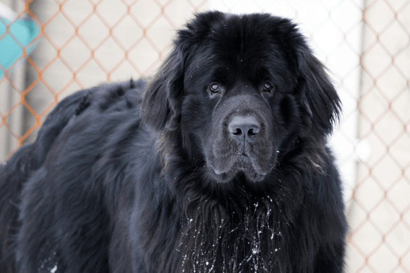Newfoundland