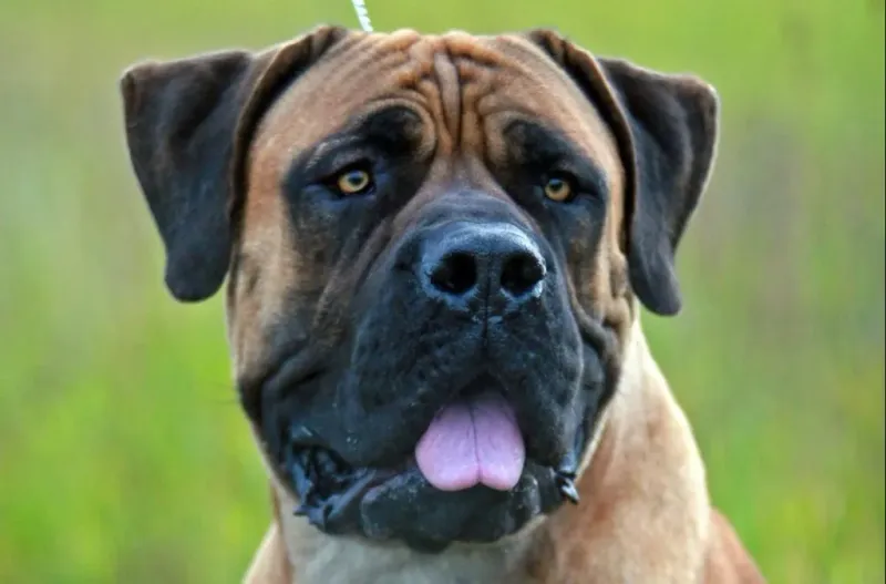 Boerboel