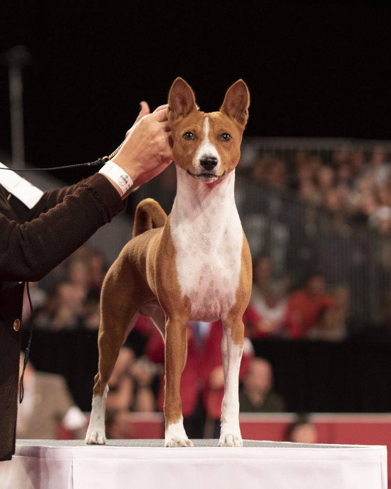 Basenji