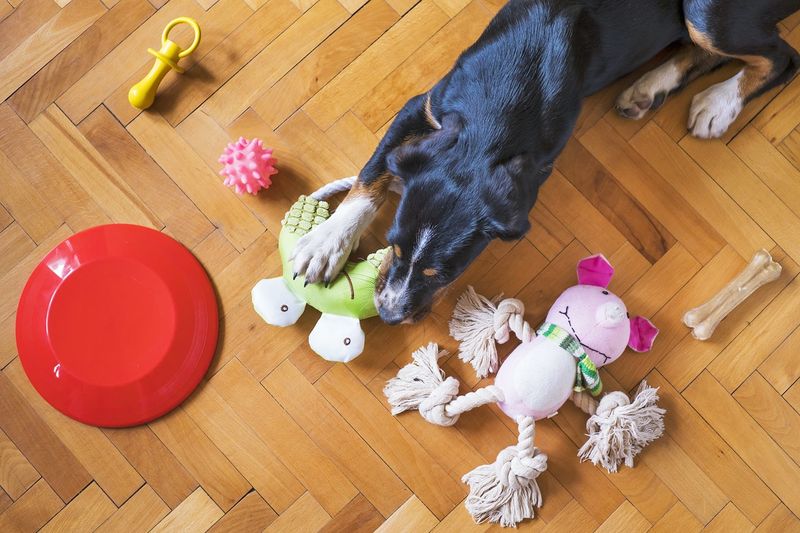 Enrichment Toys