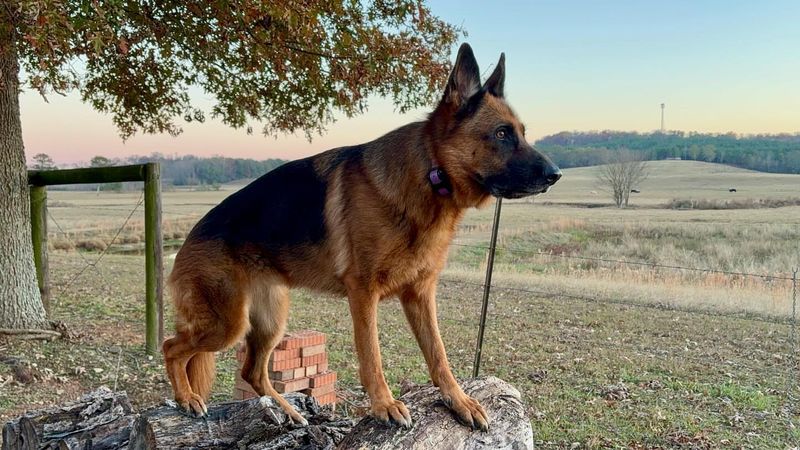 German Shepherd