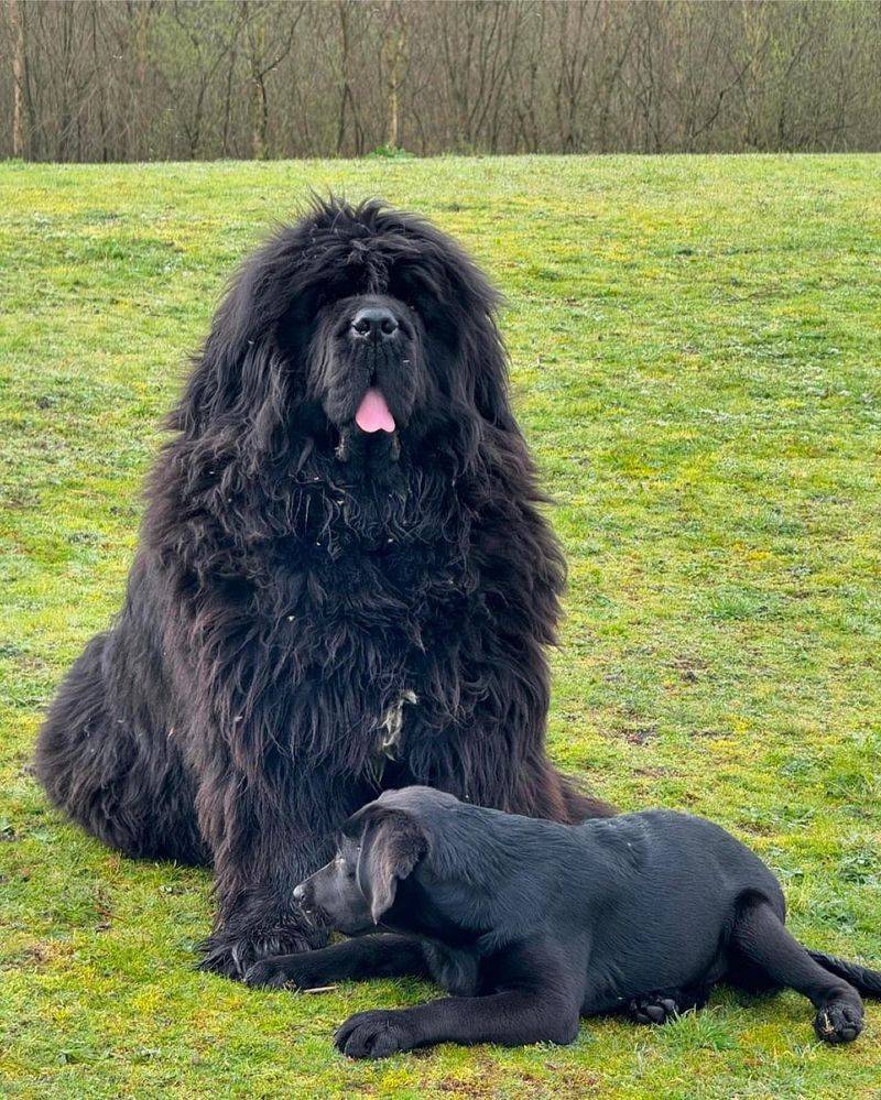 Newfoundland