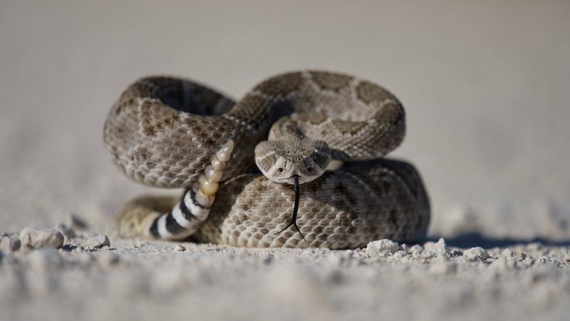 Rattlesnake